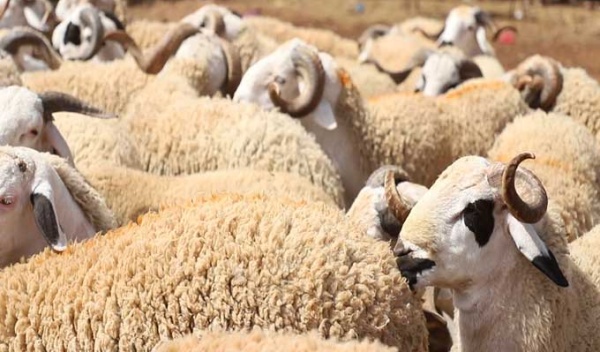 توزر دورة تكوينية في تربية الأغنام لفائدة 77 منتفعة من معتمدية حزوة توزر دورة تكوينية في تربية الأغنام لفائدة 77 منتفعة من معتمدية حزوة
