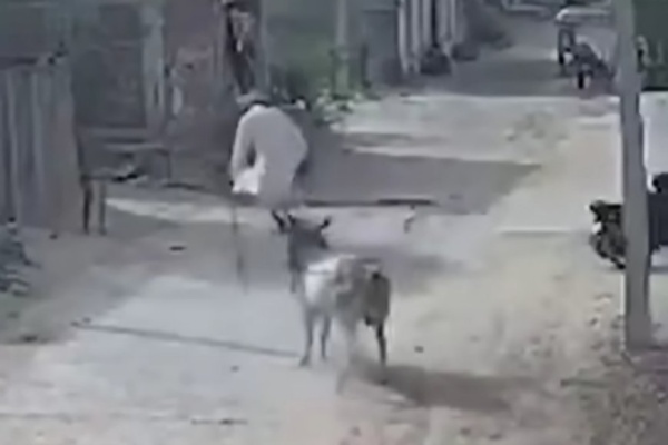 مشهد مرعب وثقته كاميرات المراقبة ثلور هائج يهاجم رجلا مسنا مشهد مرعب وثقته كاميرات المراقبة ثلور هائج يهاجم رجلا مسنا