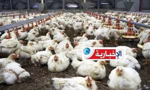 نفوق الدواجن اتحاد الفلاحة يوضح حقيقة الخسائر والتعويضات