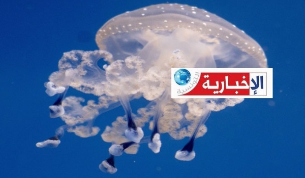 ر صد بهذه الشواطئ ظهور القنديل المنق ط بالابيض وتحذير للمواطنين ر صد بهذه الشواطئ ظهور القنديل المنق ط بالابيض وتحذير للمواطنين