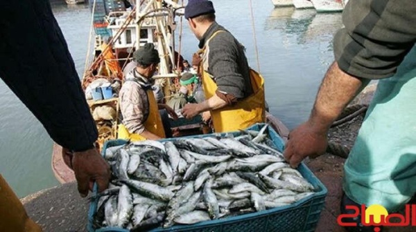 مفرغات الأسماك السطحية الصغيرة بطانطان تتجاوز 98 ألف طن