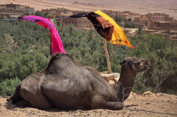مضايق تودغى تقود الإقلاع السياحي مضايق تودغى تقود الإقلاع السياحي
