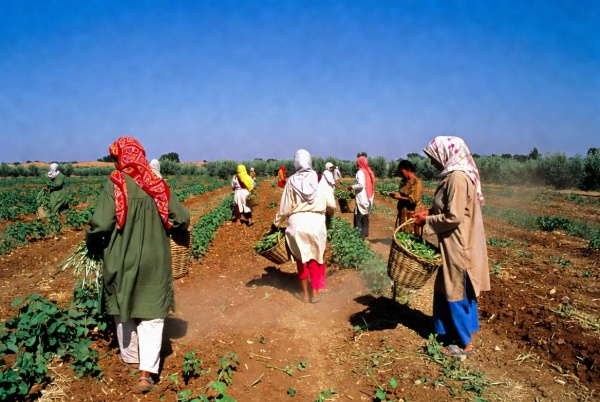 جبنيانة صفاقس وفاة العاملة الفلاحية دليلة عبد المؤمن أم لطفلين جراء ضربة شمس أثناء عملها