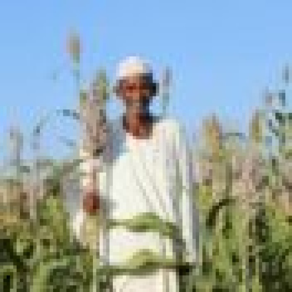تأخر الأمطار والجفاف يهددان الموسم الزراعي والأمن الغذائي في السودان