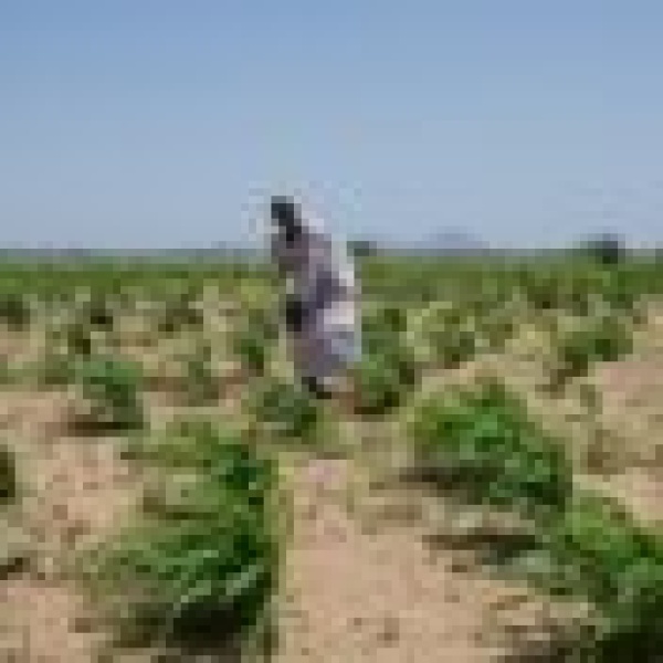 تقرير دولي الجفاف يغطي نصف الأراضي الزراعية في السودان