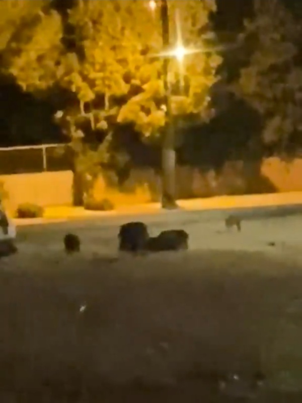 مشاهد متداولة مجموعة من الخنازير البرية تتجو ل في راسمسقا الكورة