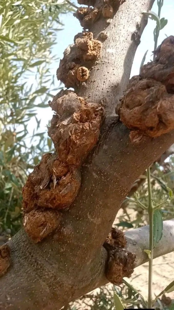مصدر مسؤول يؤكد سلامة غابات الزيتون بسوسة من مرض سل الزيتون مصدر مسؤول يؤكد سلامة غابات الزيتون بسوسة من مرض سل الزيتون