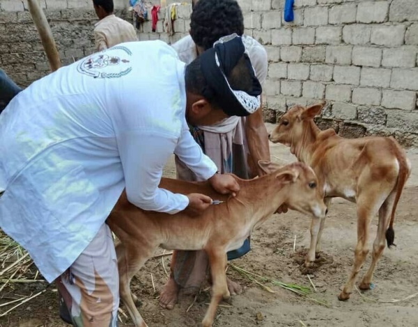 حملة بيطرية لمعالجة الثروة الحيوانية في التحيتا بالحديدة حملة بيطرية لمعالجة الثروة الحيوانية في التحيتا بالحديدة