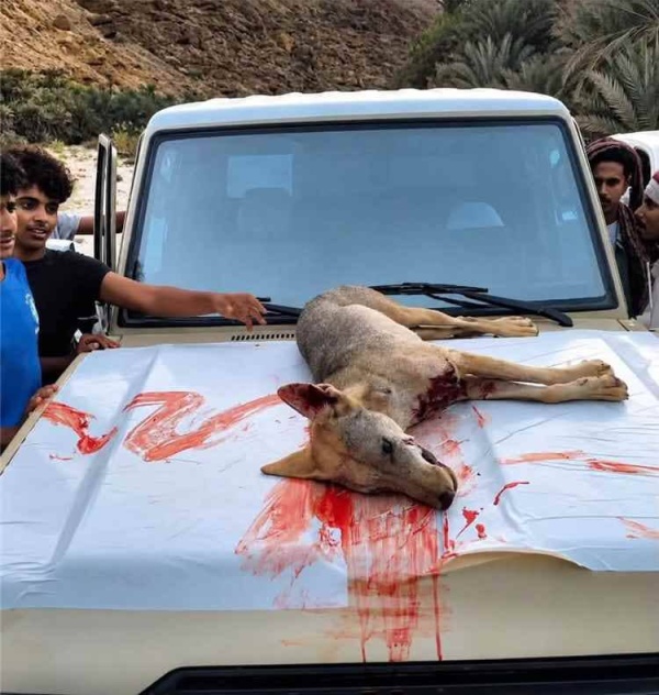 بعد إصابة 14 شخص ا مقتل الذئب الذي أرعب إحدى مناطق حضرموت بعد إصابة 14 شخص ا مقتل الذئب الذي أرعب إحدى مناطق حضرموت