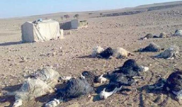 فاجعة في هذه الجهة تسمم جماعي ونفوق أكثر من 150 ماعزا وخروفا خبر عاجل فاجعة في هذه الجهة تسمم جماعي ونفوق أكثر من 150 ماعزا وخروفا خبر عاجل