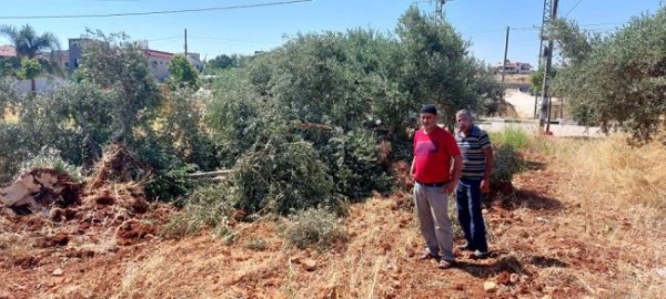 مستوطنون يعتدون على مزارعين شمال سلفيت ويسرقون ثمار الزيتون مستوطنون يعتدون على مزارعين شمال سلفيت ويسرقون ثمار الزيتون