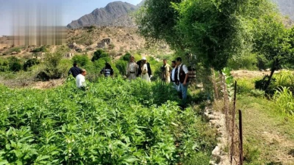 حقل إيضاحي لمحصول السمسم الأبيض في فرع العدين بإب حقل إيضاحي لمحصول السمسم الأبيض في فرع العدين بإب