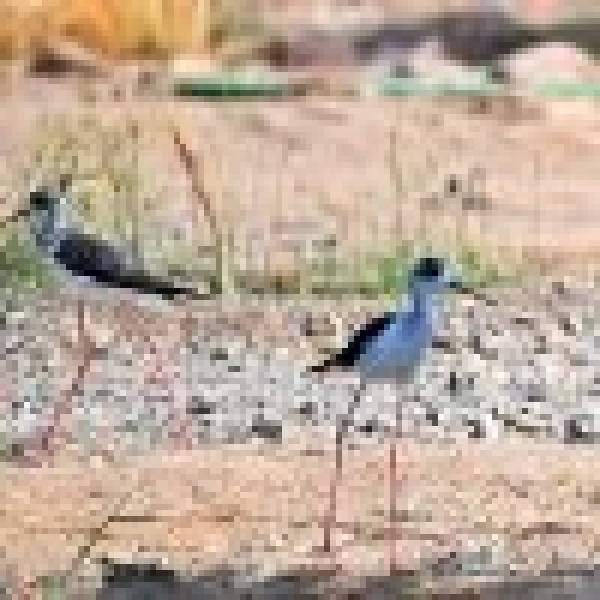 ازدهار الغطاء النباتي في المدينة المنورة يوف ر بيئة جاذبة للحياة الفطرية ازدهار الغطاء النباتي في المدينة المنورة يوف ر بيئة جاذبة للحياة الفطرية