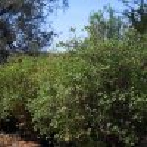 الحناء المدينية إرث عريق يعز ز نمو الاقتصاد الزراعي المحلي
