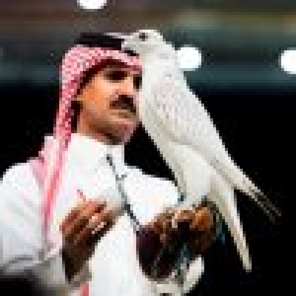 بيع أغلى صقر في المزاد الدولي لمزارع إنتاج الصقور بـ1 3 مليون ريال