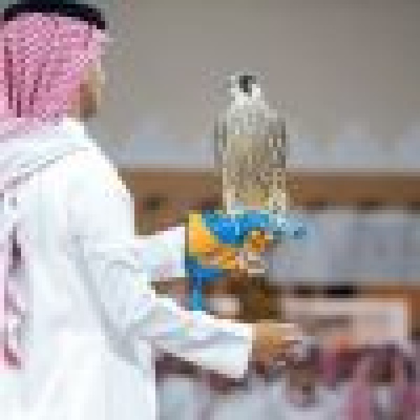 صقر الحماد يحلق بـ 101 ألف ريال في أولى ليالي مزاد المركز الوطني للصقور