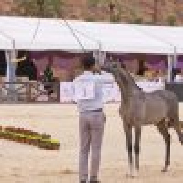 انطلاق بطولة حائل الدولية لجمال الخيل العربية الأصيلة انطلاق بطولة حائل الدولية لجمال الخيل العربية الأصيلة