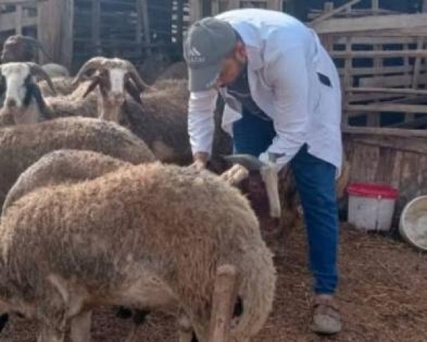 الزراعة تنفذ حملة تطعيم وترقيم لـ4300 رأس من الأغنام في مسافر يطا الزراعة تنفذ حملة تطعيم وترقيم لـ4300 رأس من الأغنام في مسافر يطا