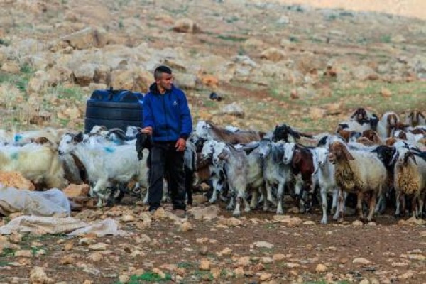 خاص تحذيرات من استغلال حادثة الأغنام لتبرير اقتحامات المغير