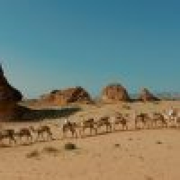 في اليوم العالمي للإبل الع لا تحتفي بإرث الإبل وتعيد صياغة حضورها في المشهد الثقافي والرياضي في اليوم العالمي للإبل الع لا تحتفي بإرث الإبل وتعيد صياغة حضورها في المشهد الثقافي والرياضي