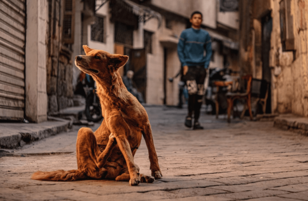 لا قتل أو سموم ما خطة الحكومة للتعامل مع أزمة الكلاب الضالة في مصر لا قتل أو سموم ما خطة الحكومة للتعامل مع أزمة الكلاب الضالة في مصر