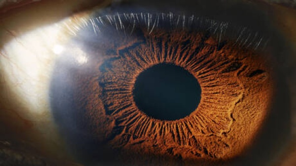 العين أكثر ذكاء مما نعتقد اكتشاف شبكة خفية تعزز الرؤية الليلية العين أكثر ذكاء مما نعتقد اكتشاف شبكة خفية تعزز الرؤية الليلية