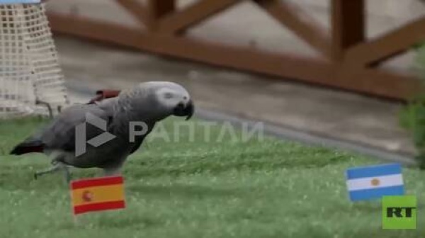 بخلاف القط بيلي الغابة تصدر حكمها أيضا على نهائي مونديال 2026 فيديو بخلاف القط بيلي الغابة تصدر حكمها أيضا على نهائي مونديال 2026 فيديو