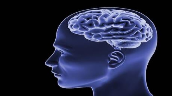 الدماغ مصنع لا يتوقف عالمة تشرح لماذا يستحيل فهمه بالكامل الدماغ مصنع لا يتوقف عالمة تشرح لماذا يستحيل فهمه بالكامل