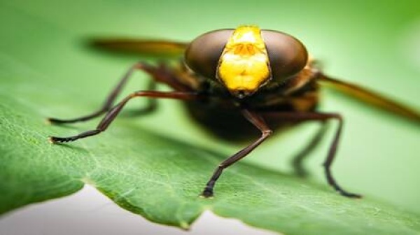 باحثون روس يطورون خوارزمية مستوحاة من النحل الطنان لتثبيت الطائرات المسيرة المصغرة