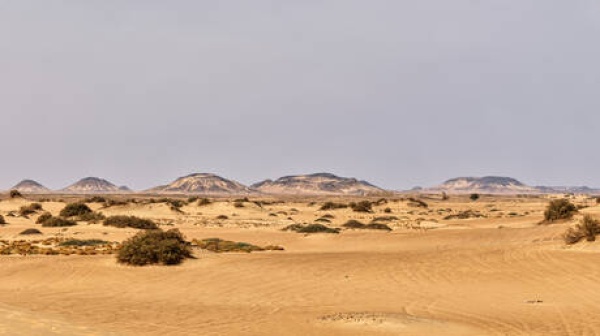 علماء يكشفون عالما بحريا مفقودا تحت صحراء مصر علماء يكشفون عالما بحريا مفقودا تحت صحراء مصر