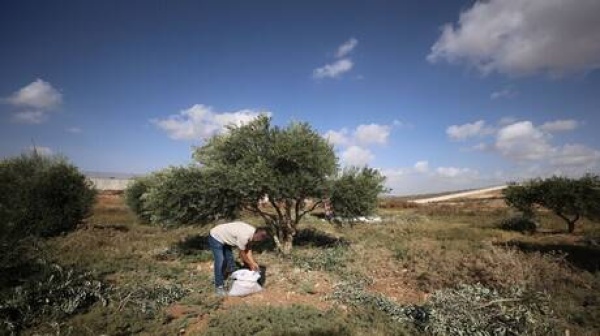 إذاعة الجيش الإسرائيلي السماح بقطف الزيتون في مناطق بجنوب لبنان بمشاركة عمال سوريين إذاعة الجيش الإسرائيلي السماح بقطف الزيتون في مناطق بجنوب لبنان بمشاركة عمال سوريين