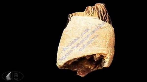 روسيا العثور على سن ديناصور طائر عمره نحو 100 مليون سنة في مقاطعة كورسك