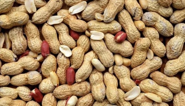 فوائد الفول السوداني في تحسين الذاكرة تعرف عليها فوائد الفول السوداني في تحسين الذاكرة تعرف عليها