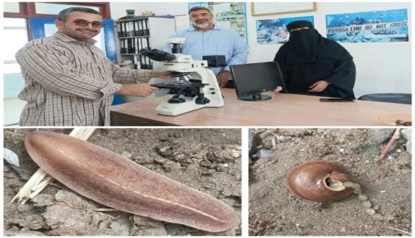 باحثون من جامعة عدن يرصدون نوع ا غازي ا جديد ا من الرخويات في أبين