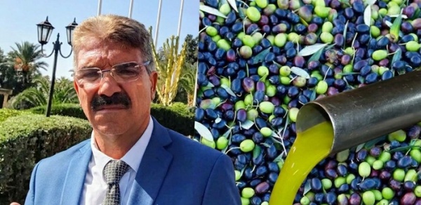 رئيس الاتحاد الجهوي للفلاحة بالقيروان لـ الصباح نيوز صابة الزيتون ترتفع بـ4 وانطلاق الجني يوم 26 أكتوبر