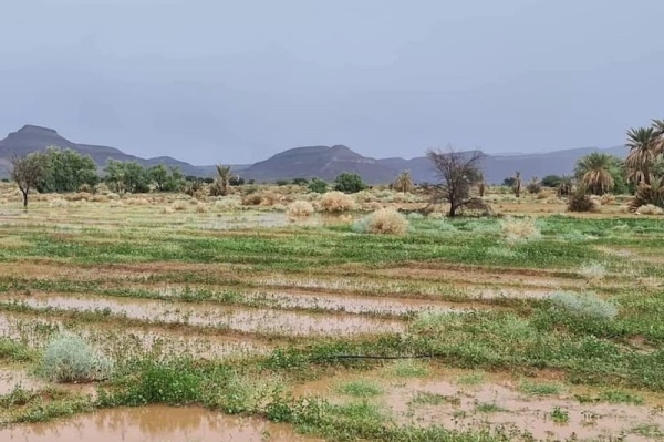 أمطار تنعش واحات الجنوب الشرقي أمطار تنعش واحات الجنوب الشرقي