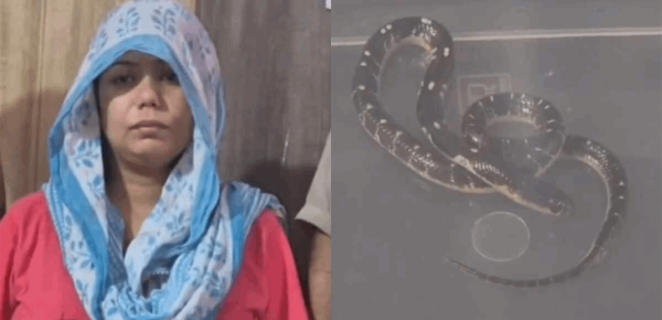 ظن وها لدغة أفعى جريمة قتل تهز الهند وهذه تفاصيلها المرو عة ظن وها لدغة أفعى جريمة قتل تهز الهند وهذه تفاصيلها المرو عة