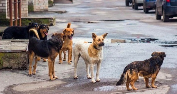 في تركيا كلاب هاجمت ناشط ا مدافع ا عنها فيديو
