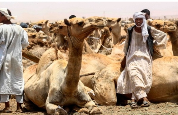 نهب العشرات من الإبل ومطالبة بفدية مليارية نهب العشرات من الإبل ومطالبة بفدية مليارية