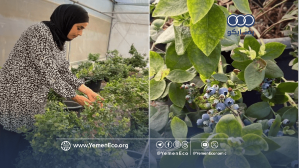 ي زرع لأول مرة في الضفة الغربية مهندسة فلسطينية تصنع سوقا جديدا للتوت الأزرق ي زرع لأول مرة في الضفة الغربية مهندسة فلسطينية تصنع سوقا جديدا للتوت الأزرق