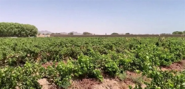 خطر يداهم المحاصيل إغلاق طرق التصدير يهدد بتلف المنتجات الزراعية خطر يداهم المحاصيل إغلاق طرق التصدير يهدد بتلف المنتجات الزراعية