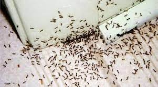 طريقة التخلص من النمل في المنزل من دون استخدام المبيدات
