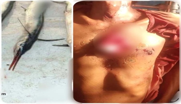 سمكة تقتل صياد في الخوخة سمكة تقتل صياد في الخوخة