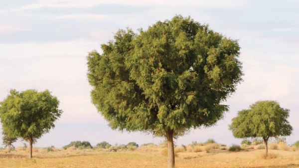الغاف جذور راسخة وقيم أصيلة الغاف جذور راسخة وقيم أصيلة