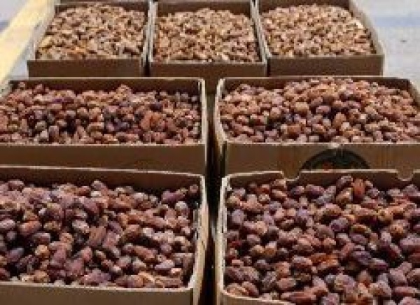 المدينة المنورة تنتج 344 ألف طن من التمور سنويا