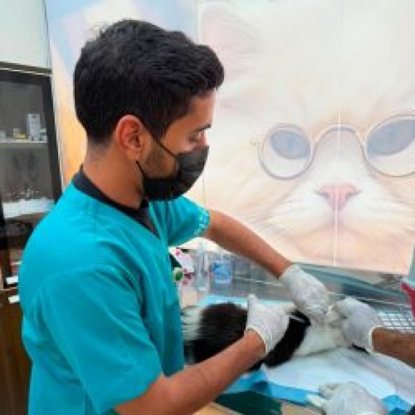 وقاء بمنطقة مكة المكرمة أطلق حملة لتحصين الحيوانات الأليفة ضد مرض السعار وقاء بمنطقة مكة المكرمة أطلق حملة لتحصين الحيوانات الأليفة ضد مرض السعار