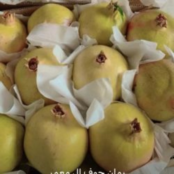 انطلاق مهرجان الرمان والمنتجات الزراعية السادس غد ا في سراة عبيدة