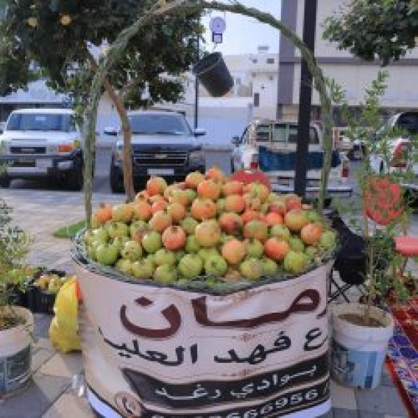 انطلاق مهرجان الرمان السادس بسراة عبيدة انطلاق مهرجان الرمان السادس بسراة عبيدة