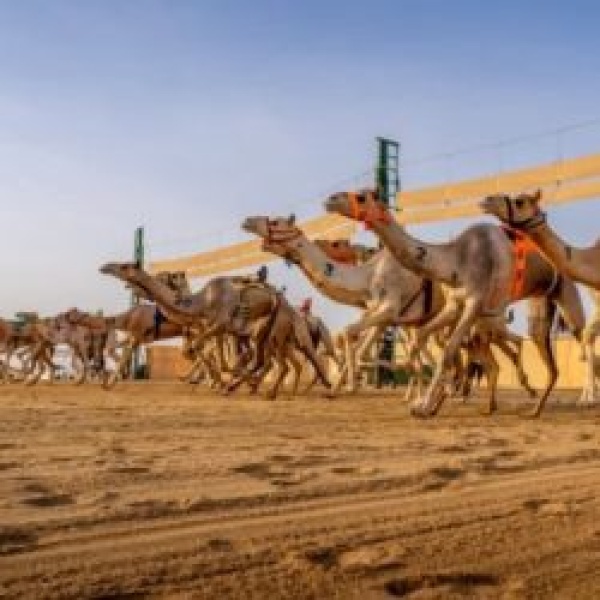 تتويج الفائزين بكأس هامة طويق للهجن تتويج الفائزين بكأس هامة طويق للهجن