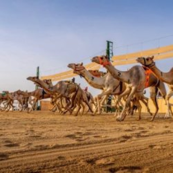 بدء التسجيل في أشواط الهجانة لمهرجان ولي العهد 2026